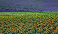 "Furano_flowers_(7662396914).jpg" by User:Mrjohncummings