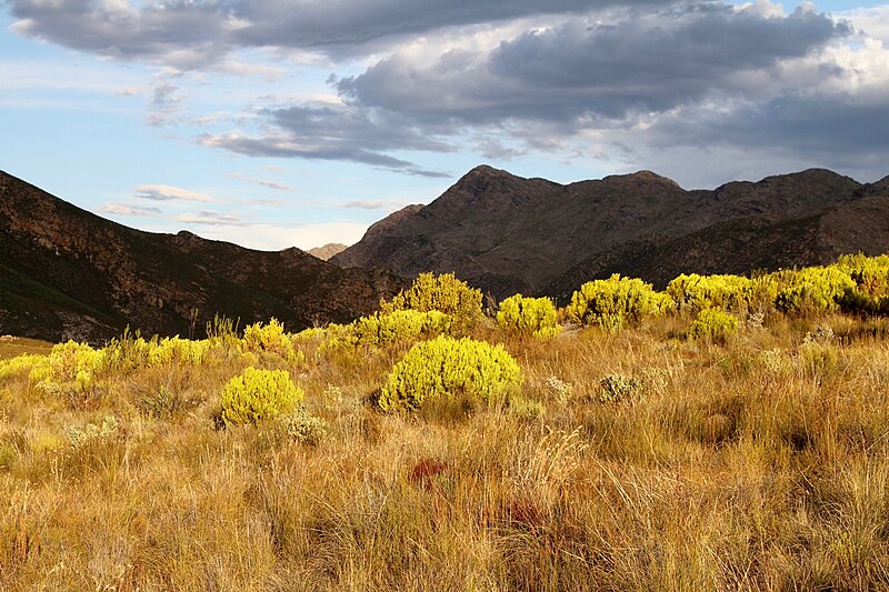 File:Fynbos (4575530933).jpg