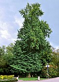 GINKGOBAUM-2.jpg