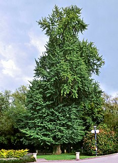 <i>Ginkgo biloba</i> Species of seed plant in the family Ginkgoaceae