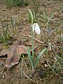 Galanthus elwesii