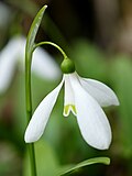 Miniatura para Galanthus woronowii