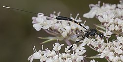 Гастерубионный джакулятор MHNT Female.jpg