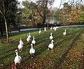 Geese on the march, Roath Park, Cardiff - geograph.org.uk - 1079243.jpg
