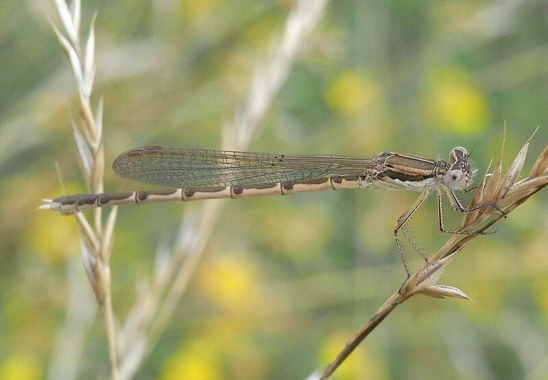 File:Gemeine Winterlibelle2.jpg