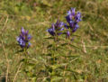 Schwalbenwurz-Enzian (Gentiana asclepiadea)