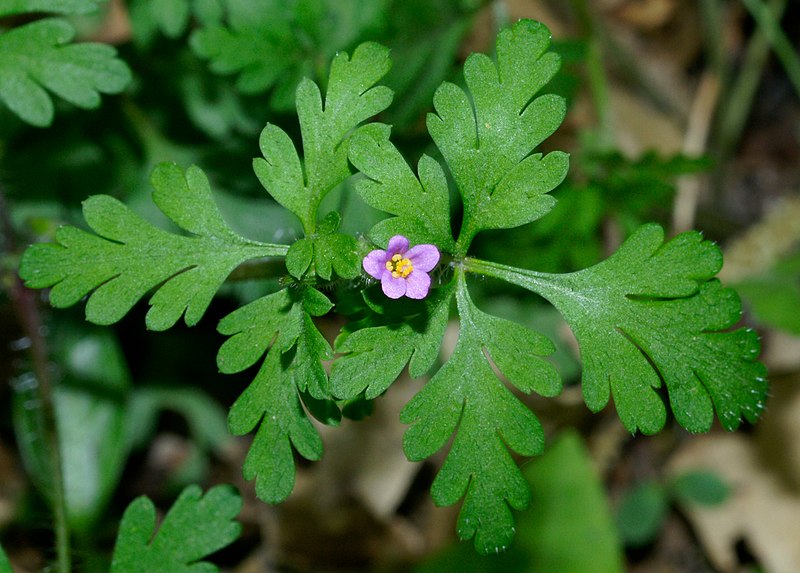 File:Geranium purpureum RF.jpg