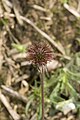 Français : Geum urbanum Ancien camp militaire Saint-Fuscien à Dury (Somme), France