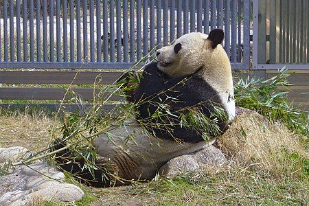 ไฟล์:Giant panda01 960.jpg