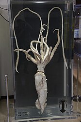 Giant squid - Kannonzaki Nature Museum 01.jpg