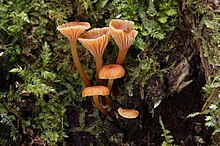 Glockchen Nabeling Xeromphalina campanella.jpg