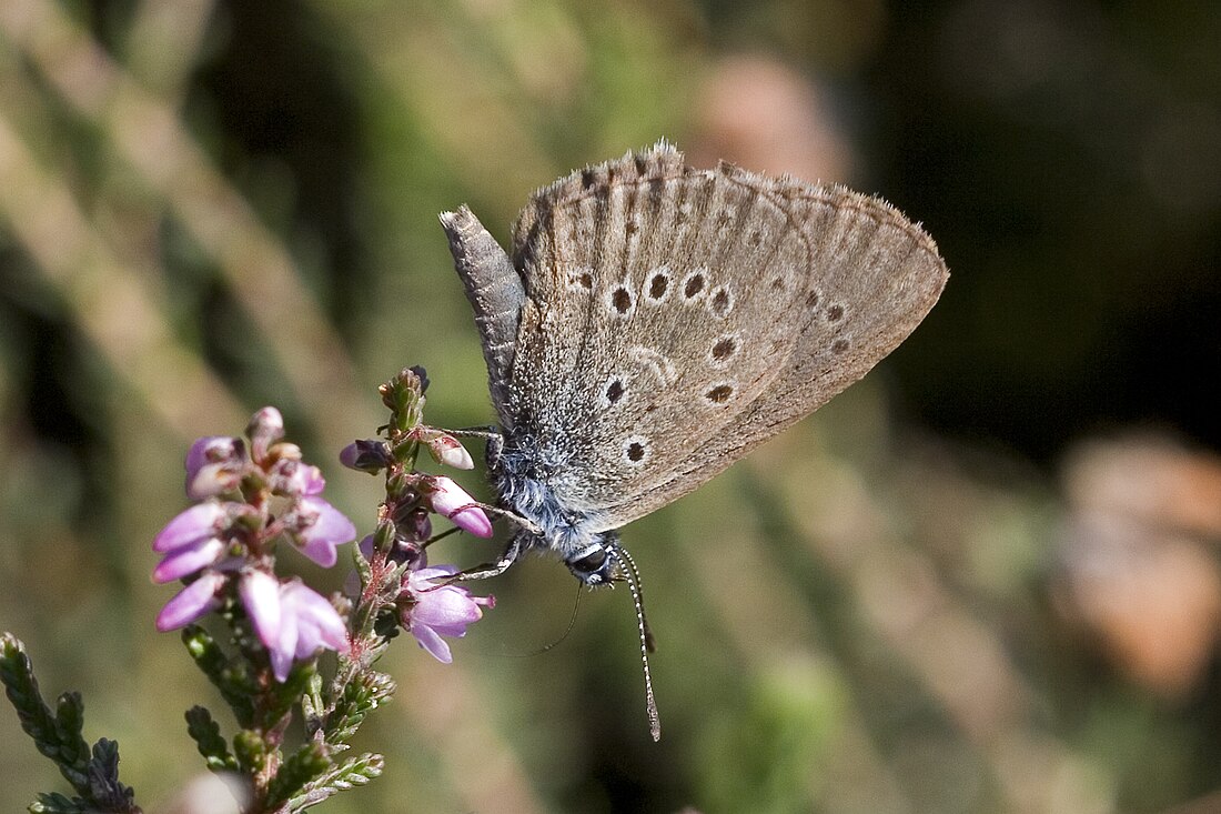 Gintsiaanblaujurkje