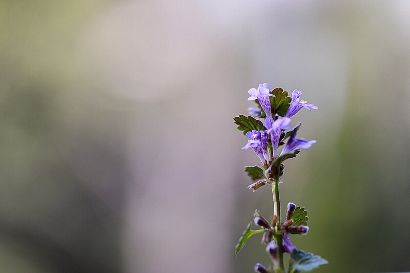 File:Glechoma hederacea stalk a.jpg