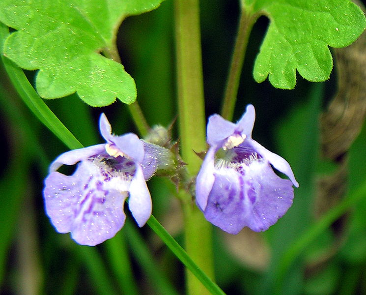 File:Glechoma hederacea ziedai.jpg