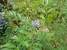 Glycyrrhiza echinata 28/07/2015 5346.JPG