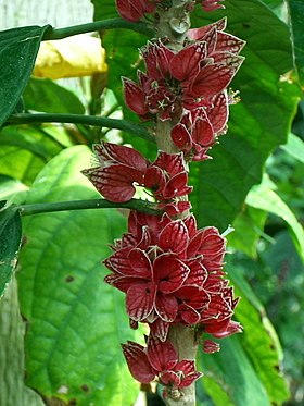 Goethea cauliflora