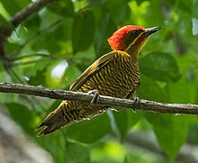 Golden-green Woodpecker - Darien - Panama (48431577586).jpg