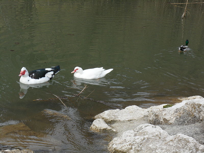 File:Gosi, Zreško jezero 1.JPG