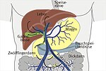 Vorschaubild für Enterohepatischer Kreislauf