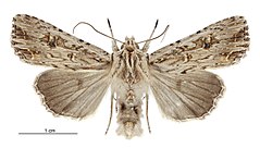 Graphania lignana male.jpg