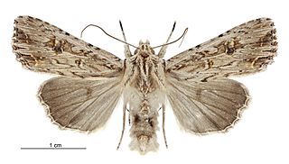 <i>Ichneutica lignana</i> Species of moth