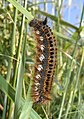 Drinker (Euthrix potatoria) Grasglucke