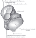 Left talus, from above and below, with anterior side of the bone at top of image