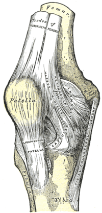 Miniatura per Lligament rotular