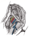 Beina femoral oberta per mostrar els seus tres compartiments.