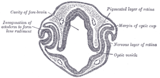 Eye development Formation of the eye during embryonic development
