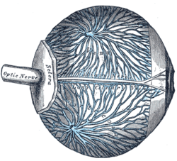 Vorticose Veins