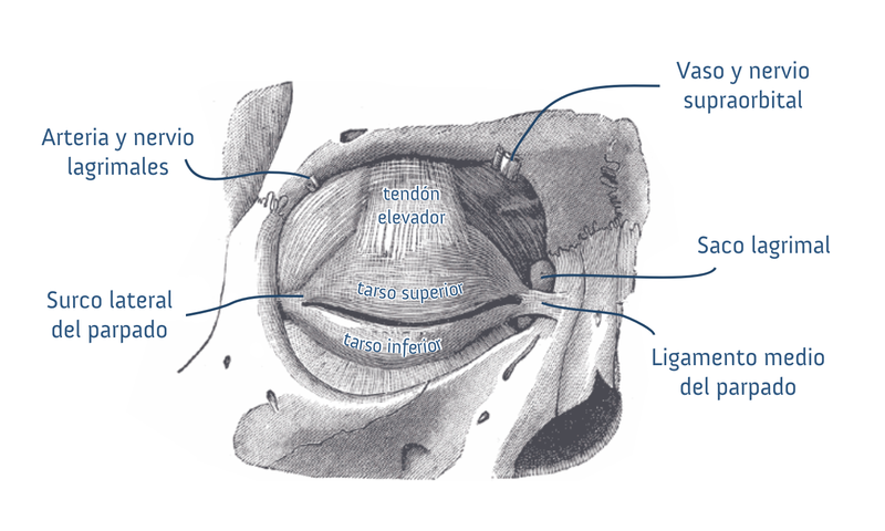 File:Gray894 (español).png