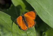 Lycaena ottomana