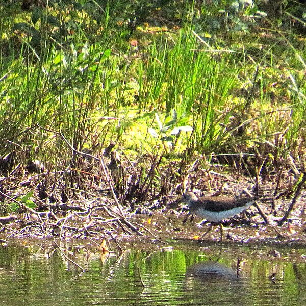 File:Green sandpiper, Tringa ochropus, Skogssnäppa.jpg