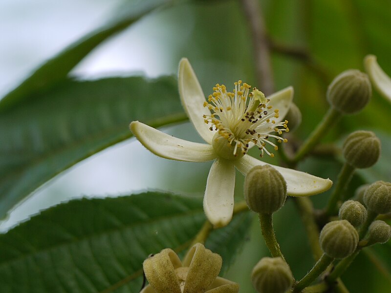 File:Grewia serrulata (8071334257).jpg