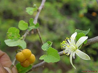 <i>Grewia tenax</i> Species of plant in the genus Grewia