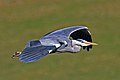 Grey heron in flight (ardea cinerea).jpg