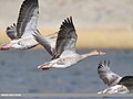 Greylag Goose (Anser anser) (50657578941).jpg