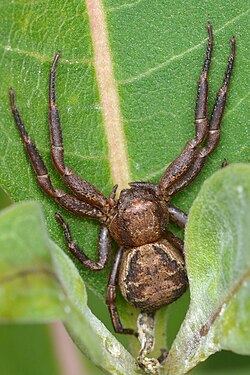 Ground Crab Spider (Xysticus sp.)