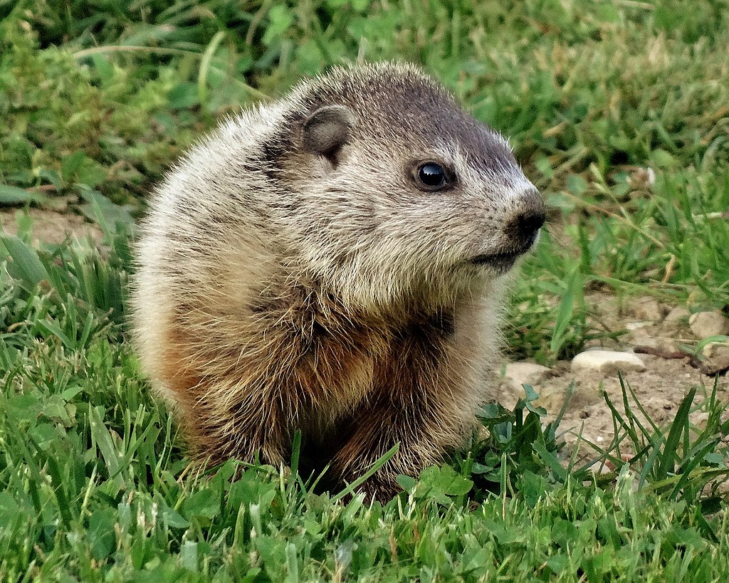 baby groundhog