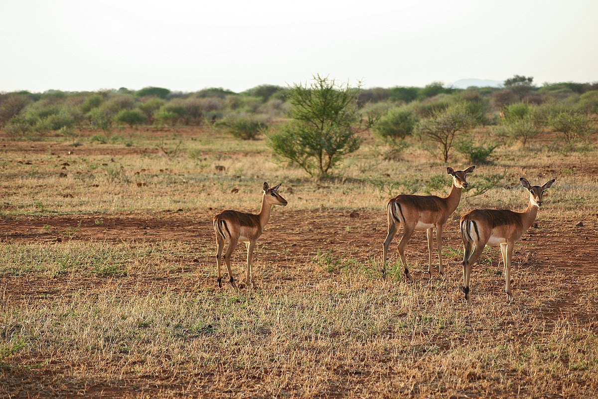 Madikwe Game Reserve - Wikipedia