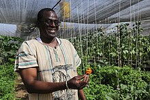 Man in a greenhouse by Sidibé Agro-techniques holding up a pepper and smiling.