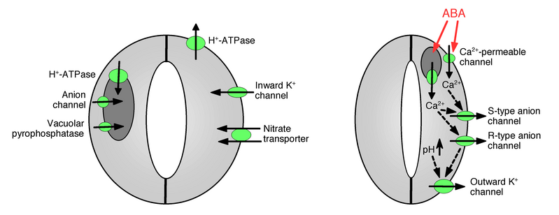 File:Guard cells mechanisms.png