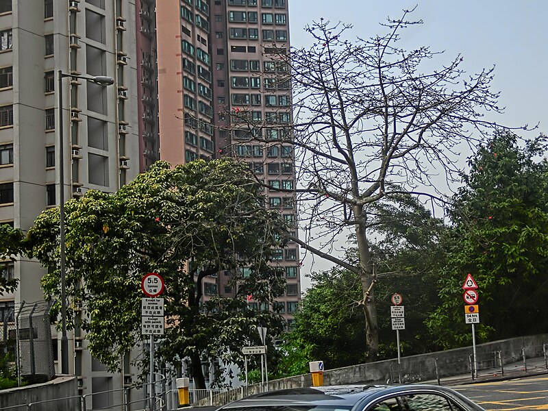 File:HK 天后 Tin Hau Temple Road Fortress Hill Road view LS Le Sommet trees April-2014.JPG