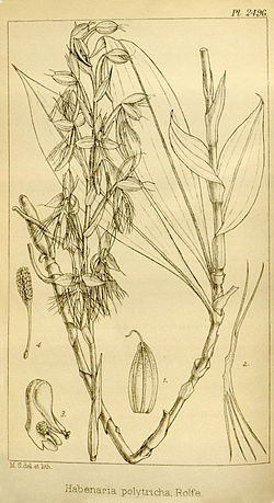 Habenaria polytricha - Hooker's Icones Plantarum vol. 25 pl. 
 2496 (1896). 
 jpg