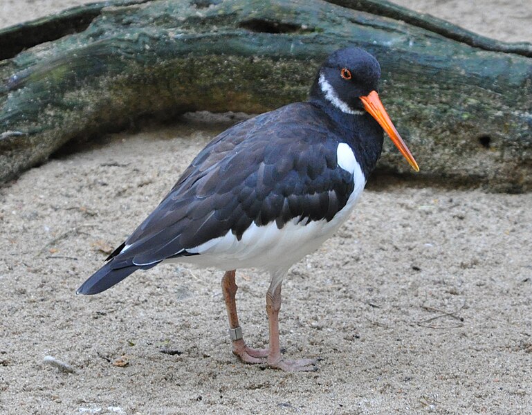 File:Haematopus ostralegus qtl1.jpg