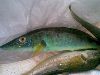 Blue weed whiting Species of fish