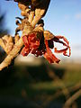 Hamamelis 'Jelena' close-up