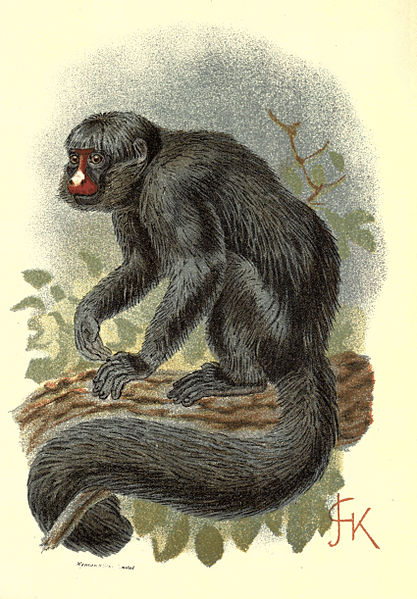 File:Handbook to the Primates Plate 17.jpg