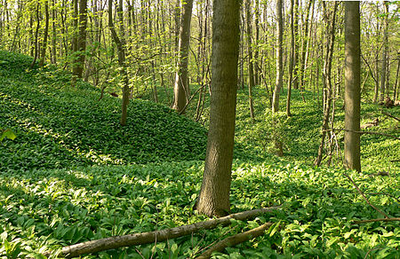 Harliburg Burggelände uneben